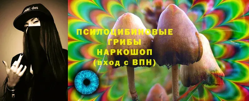 наркотики  Татарск  Псилоцибиновые грибы Psilocybe 